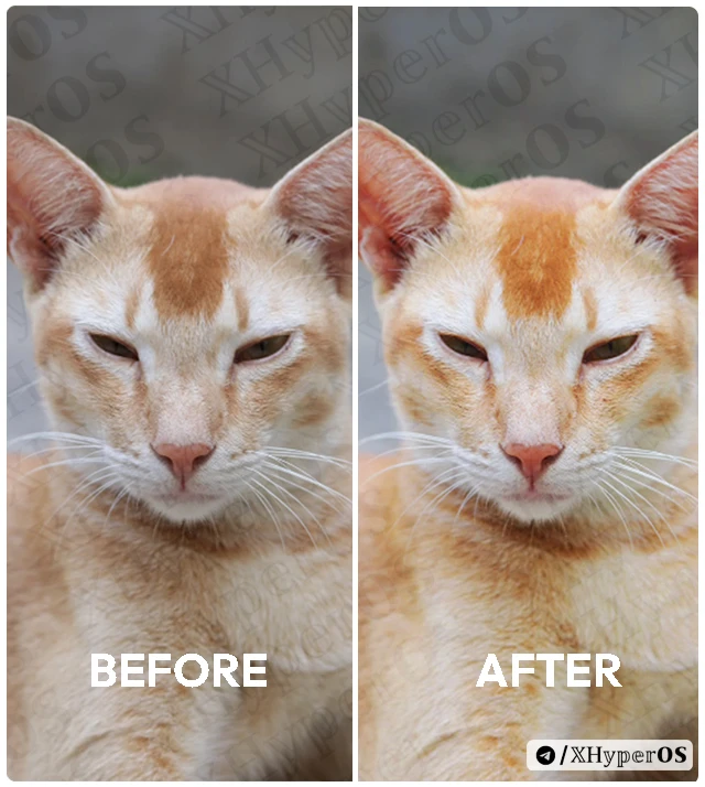 How to Customize Animal/Pet Photos in Xiaomi 5 Customize Animals in HyperOS Before After